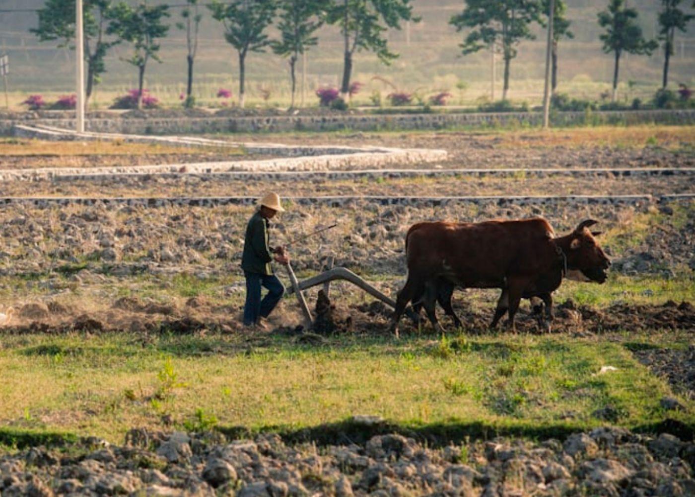Emerging Trends in Crop and Animal Farming in Nigeria