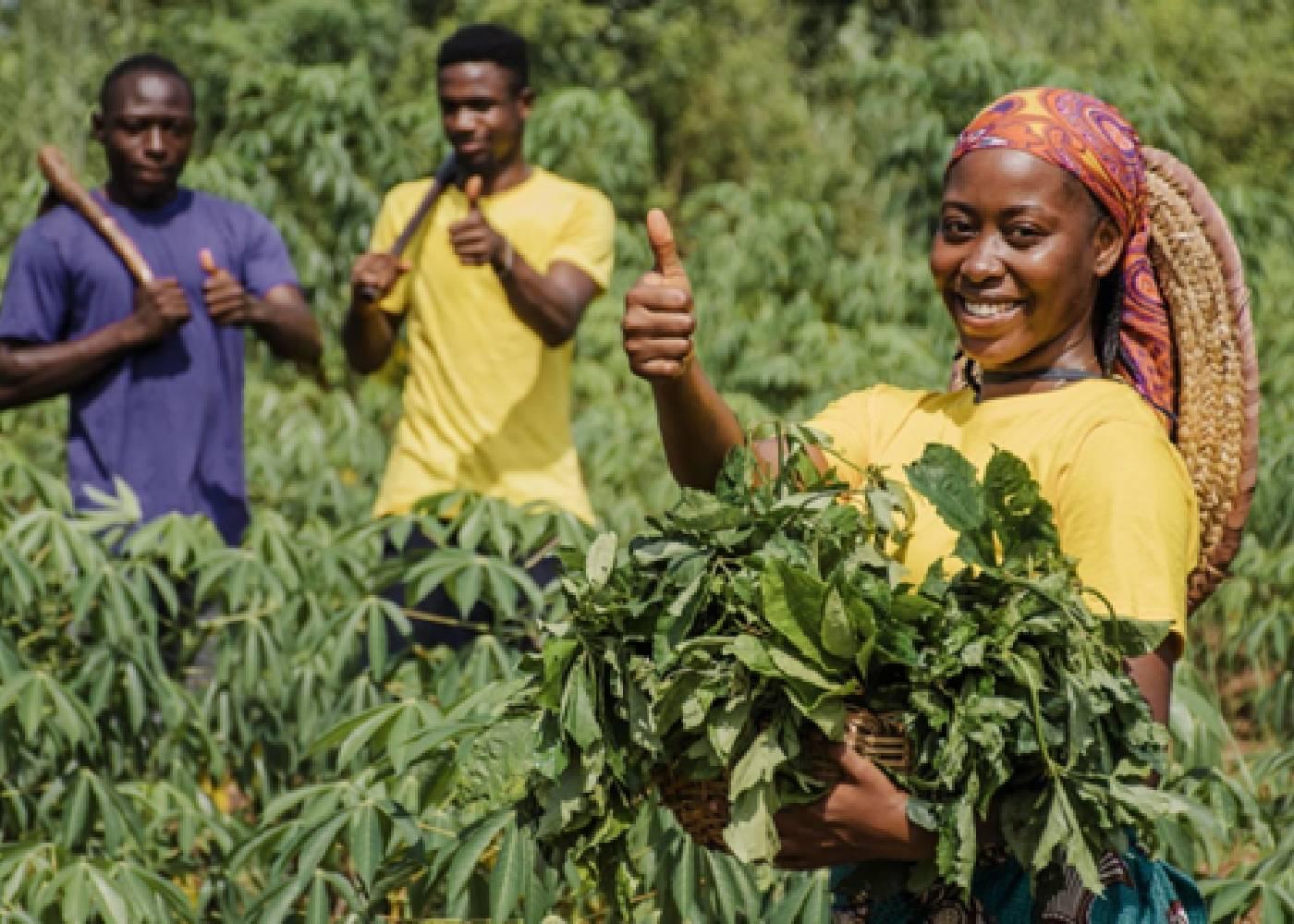 Was the Anchor Borrowers’ Programme Effective for Nigerian Farmers?
