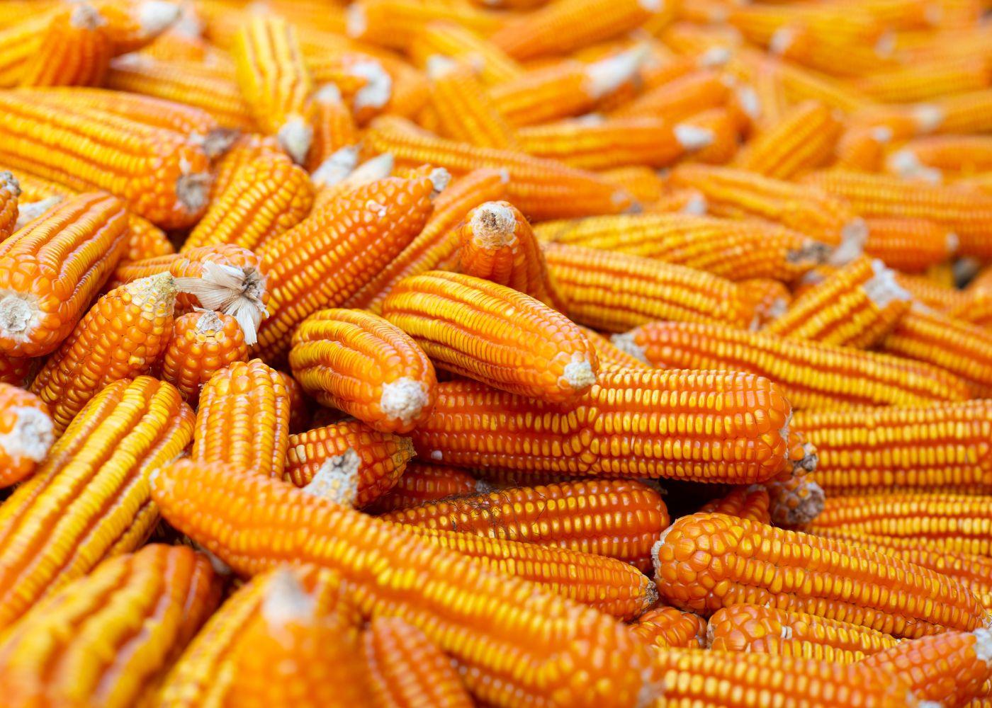 How You Can Double Your Maize Yield in 2026 with These Tricks