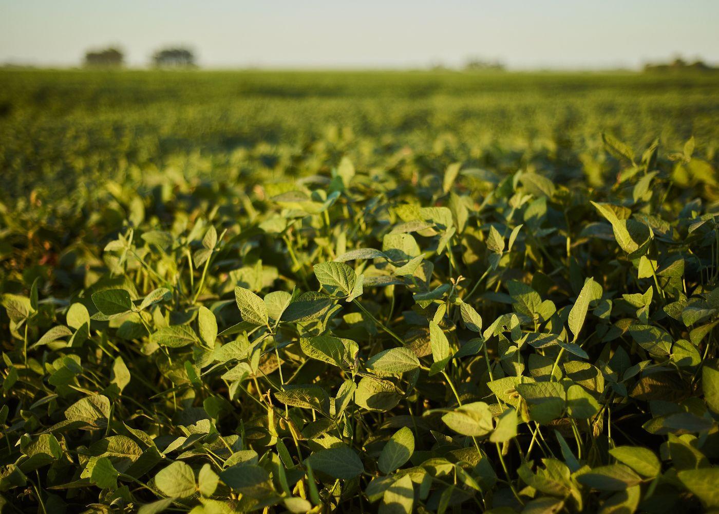 Outlook 2025: What Lies Ahead for Nigeria’s Agriculture?