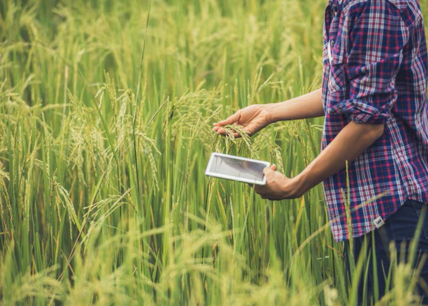 Experts Launch Climate Tool to Boost Rice Farming in Nigeria
