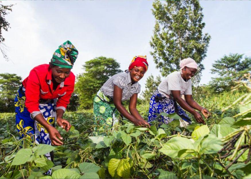 The Rise of Women in Agriculture: Exploring The Impact of Female Farmers on Food Security in Nigeria