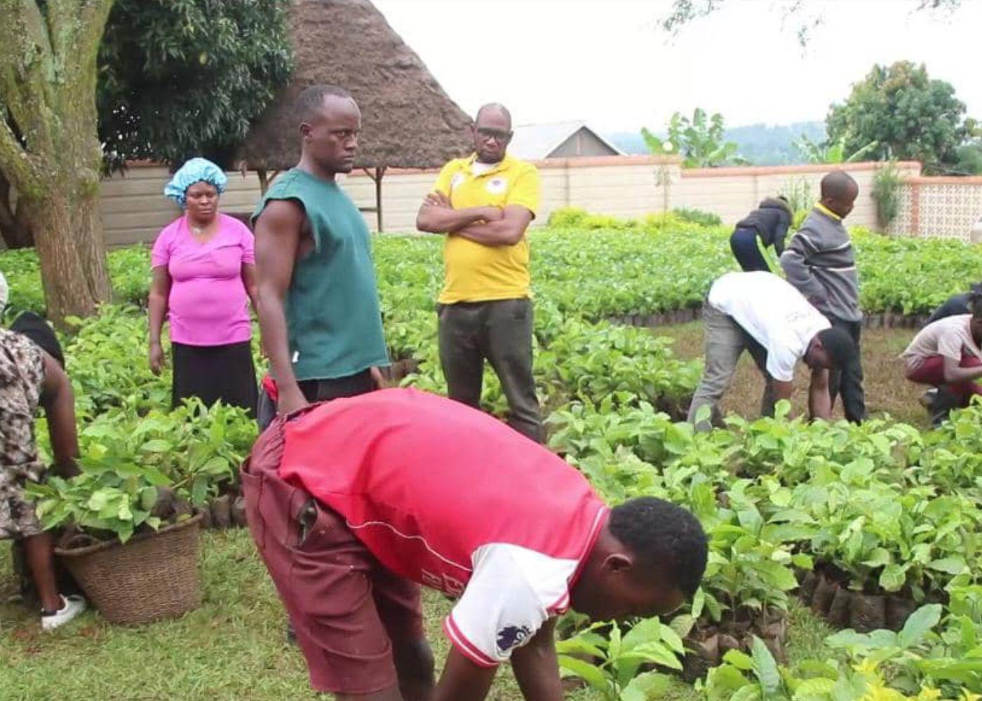 Uganda Gov Distributes 8,000 Modern Coffee Seedlings to Boost Masaka Farmers’ Incomes