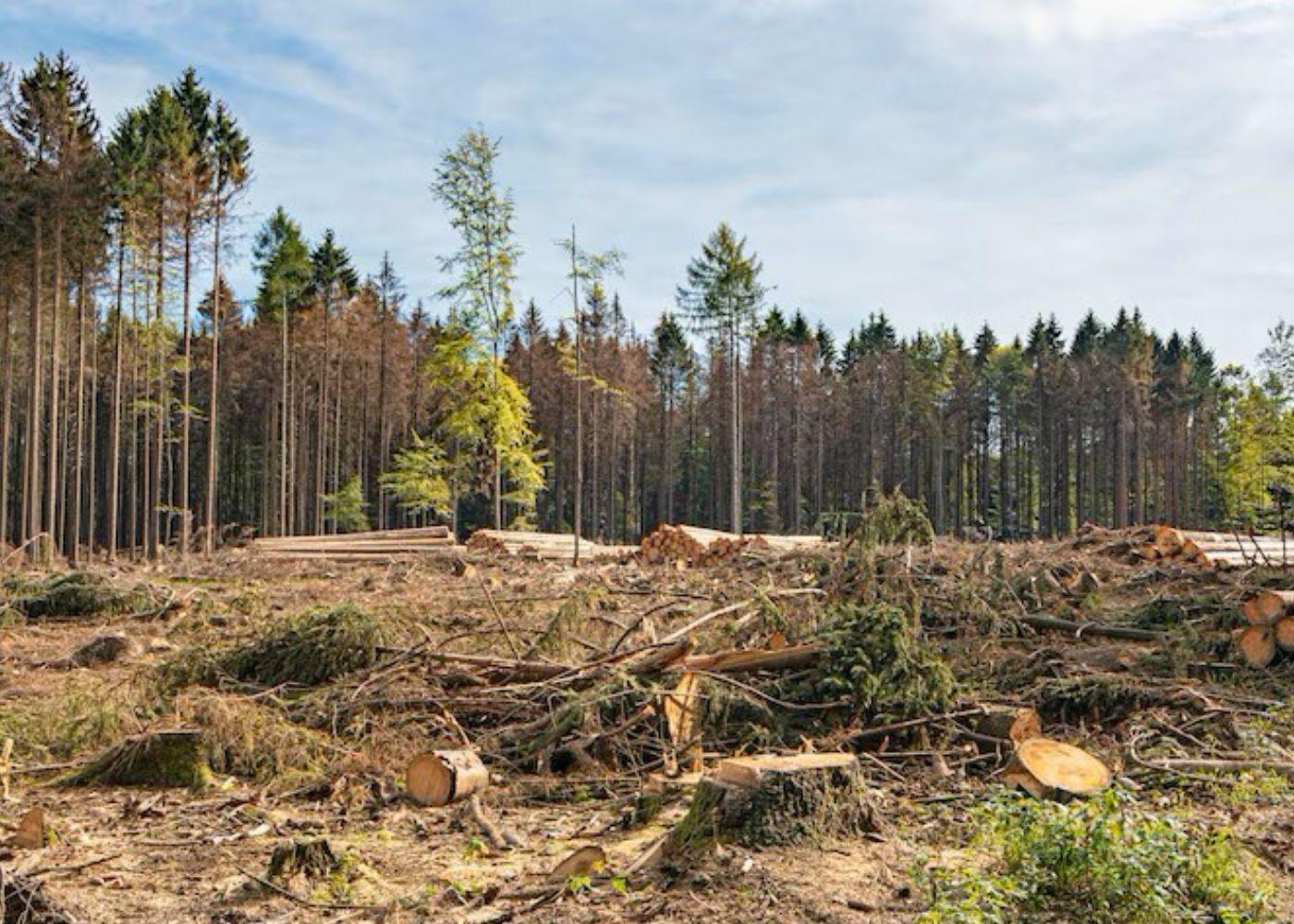 Professor Links Nigeria’s Economic Decline to Rise in Illegal Logging