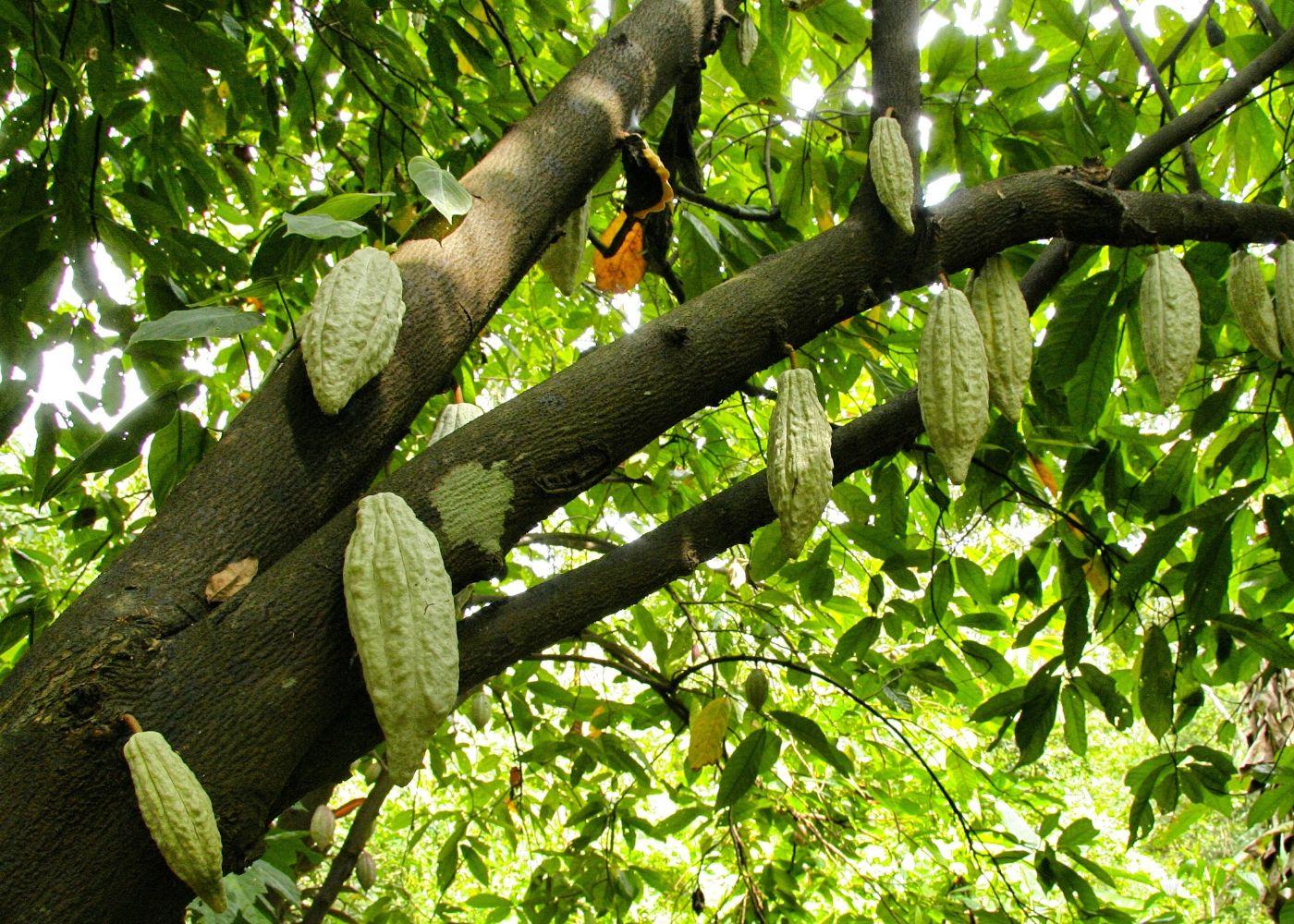 Pest Attack Cocoa Ageing Trees in Africa