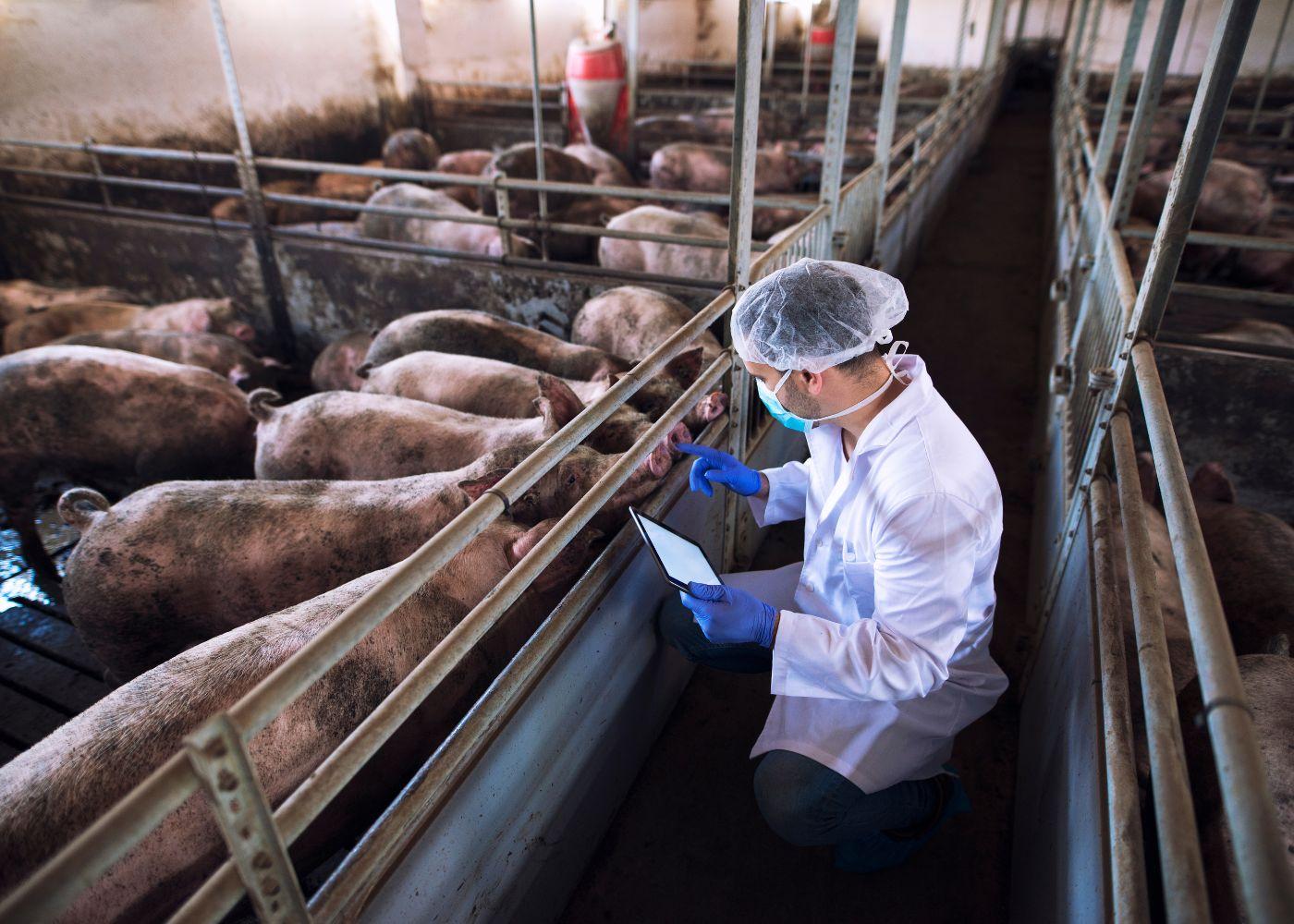 US Farmers Face Major Crisis as China Cuts Pork, Soybean Orders