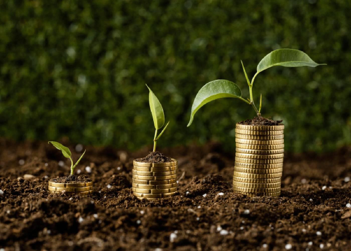 The Impact of Government Subsidies on Nigerian Agriculture