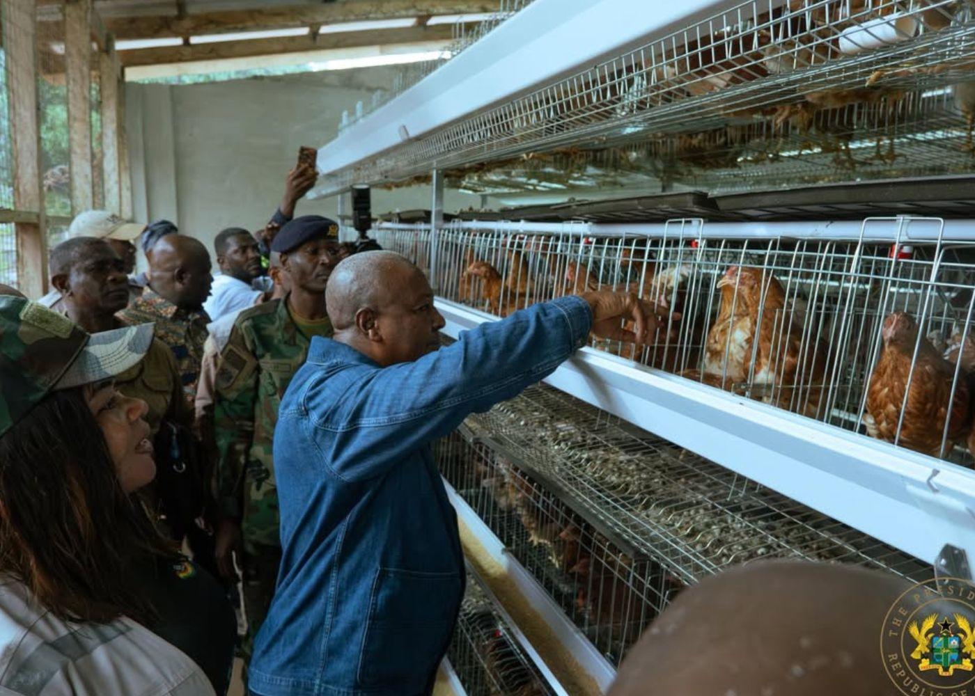 Ghana Pushes for 100% Self-Sufficiency in Poultry Farming by 2028