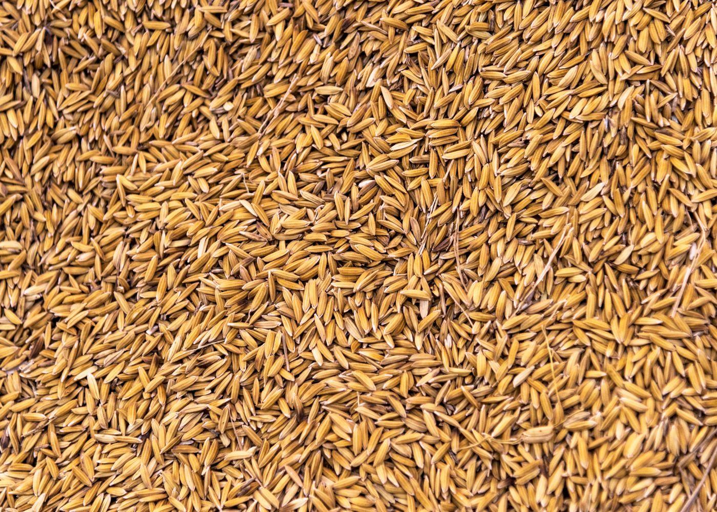 Nigerian Rice Prices Hit N54,000 as Border Villages Report Deadly Rice