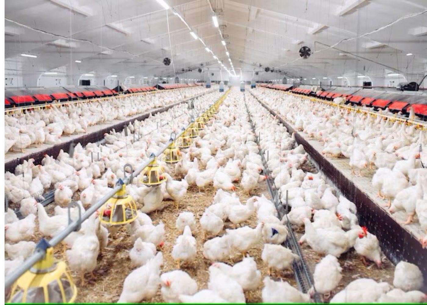 Poultry Farming in Nigeria: Challenges and Opportunities