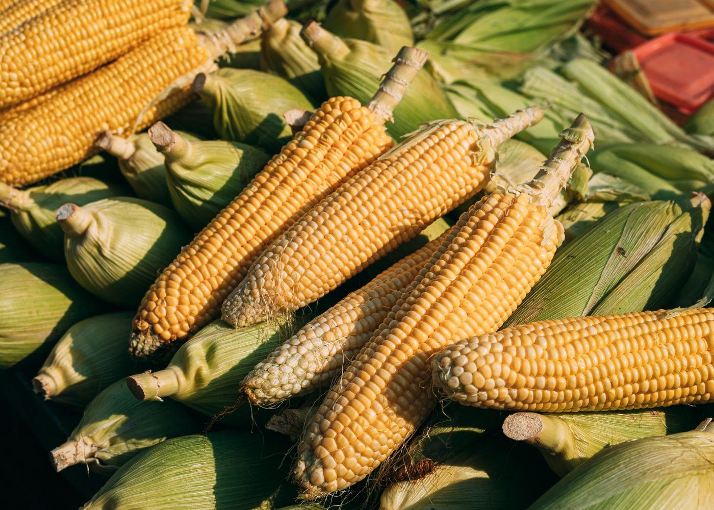 Kenya Faces Food Crisis as Maize Supply Drops, Prices Surge