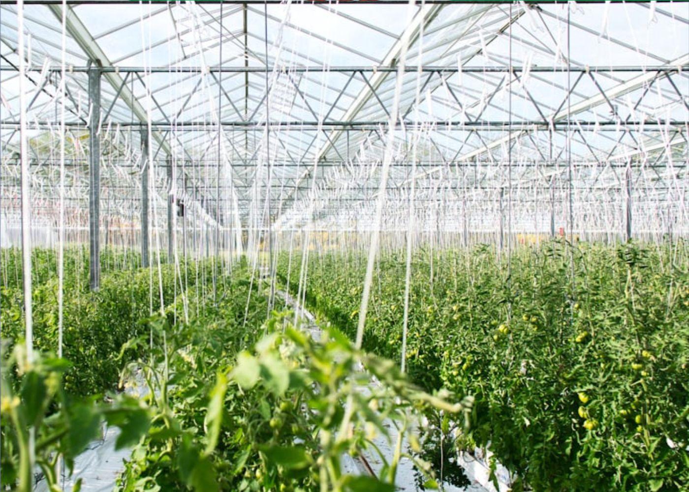 How to Maximise Land Tenure for Food Security in Nigeria