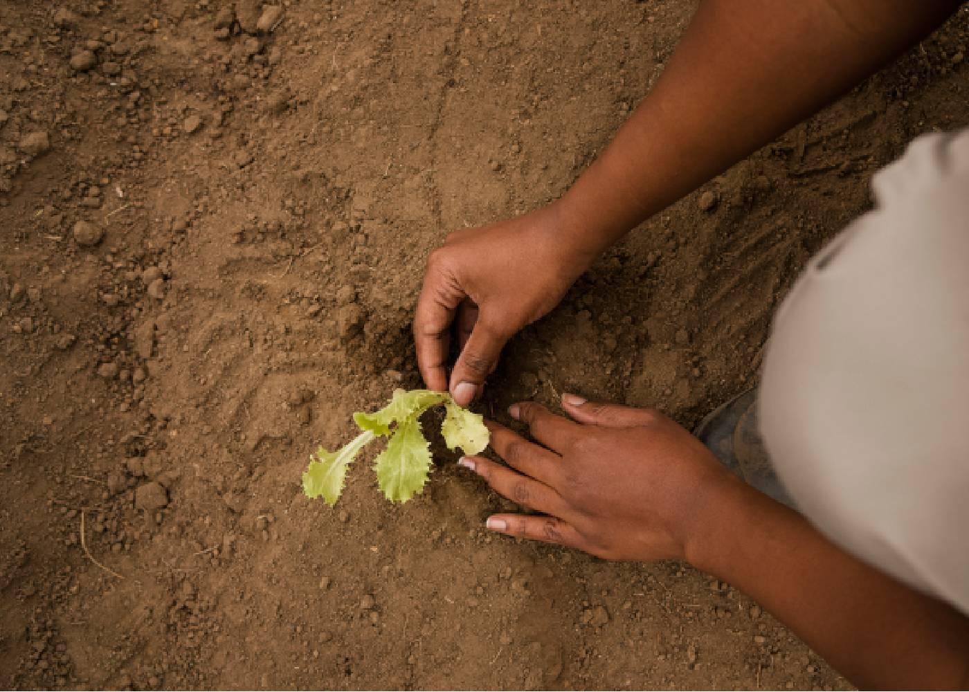 Soil Data Analysis: The GPS for Modern Farm Profitability