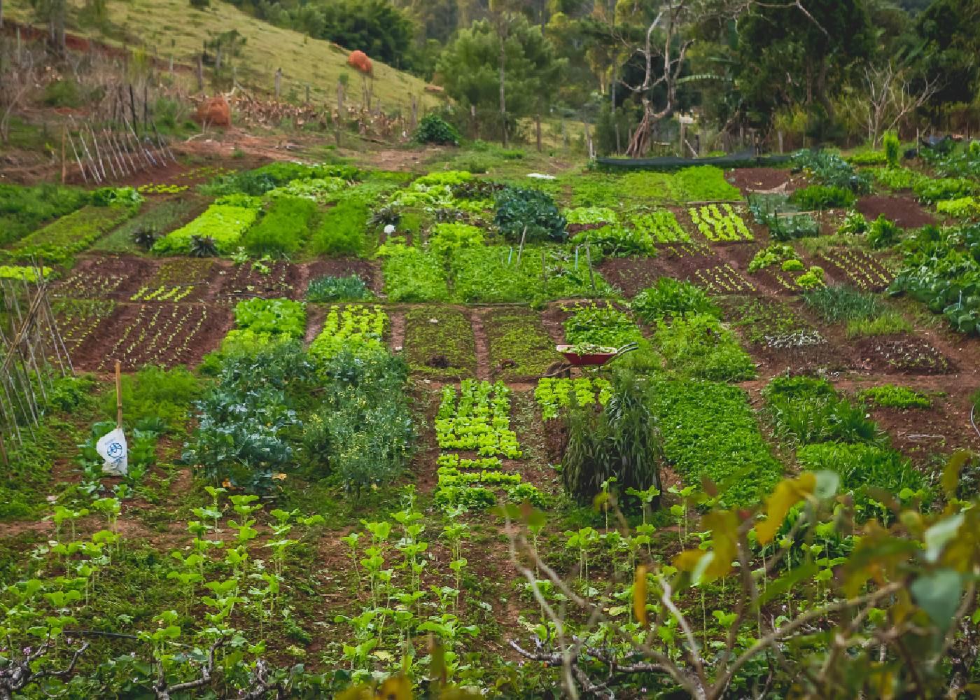 Benefits of Crop Rotation For African Farming
