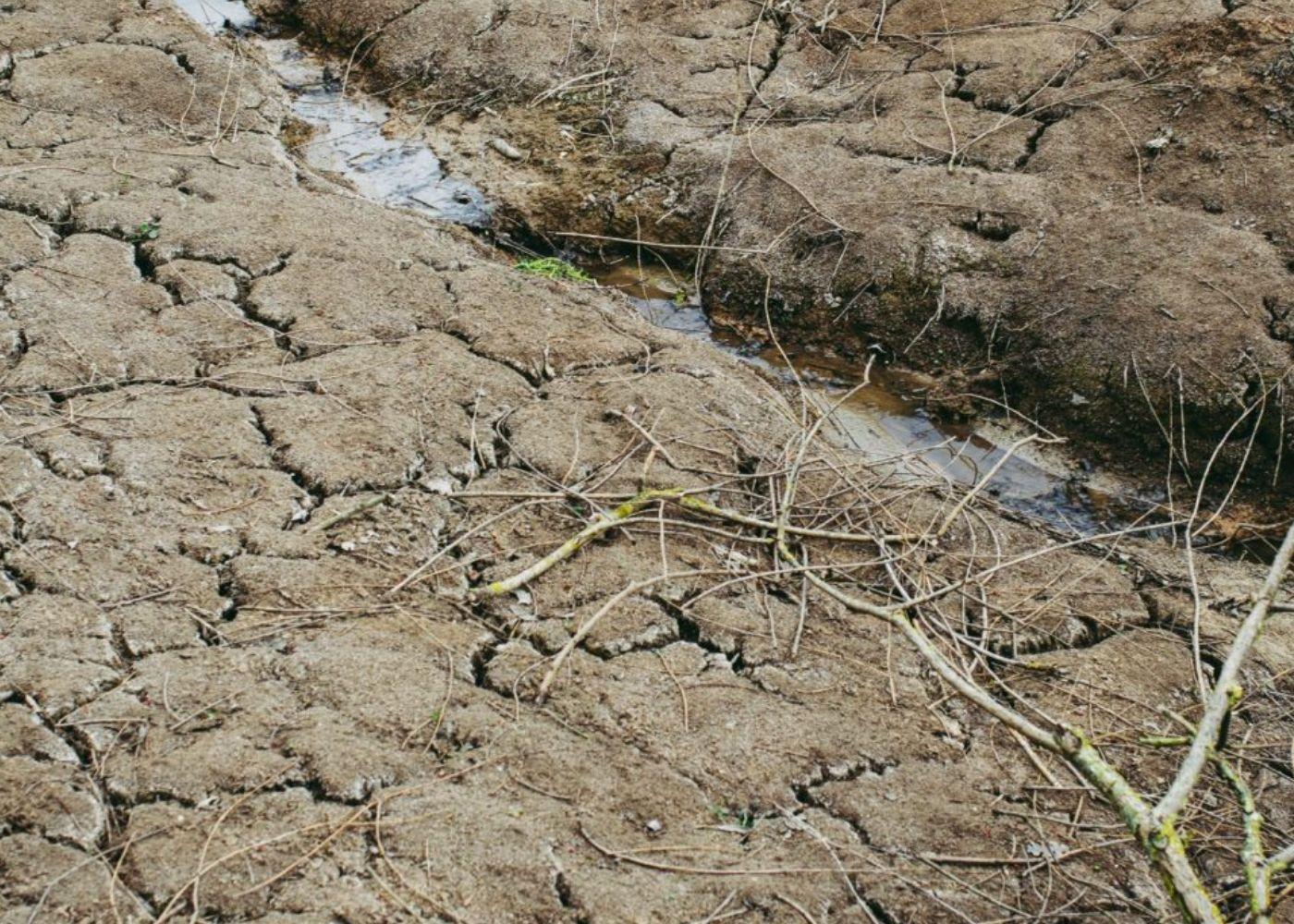 Over 1,000 Livestock Die as Drought Hits Katakwi District