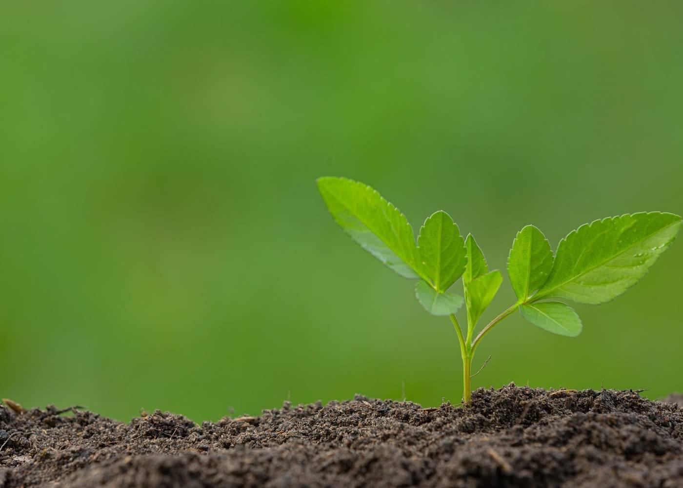 Seed Sovereignty: How African Farmers Can Take Action in 2026