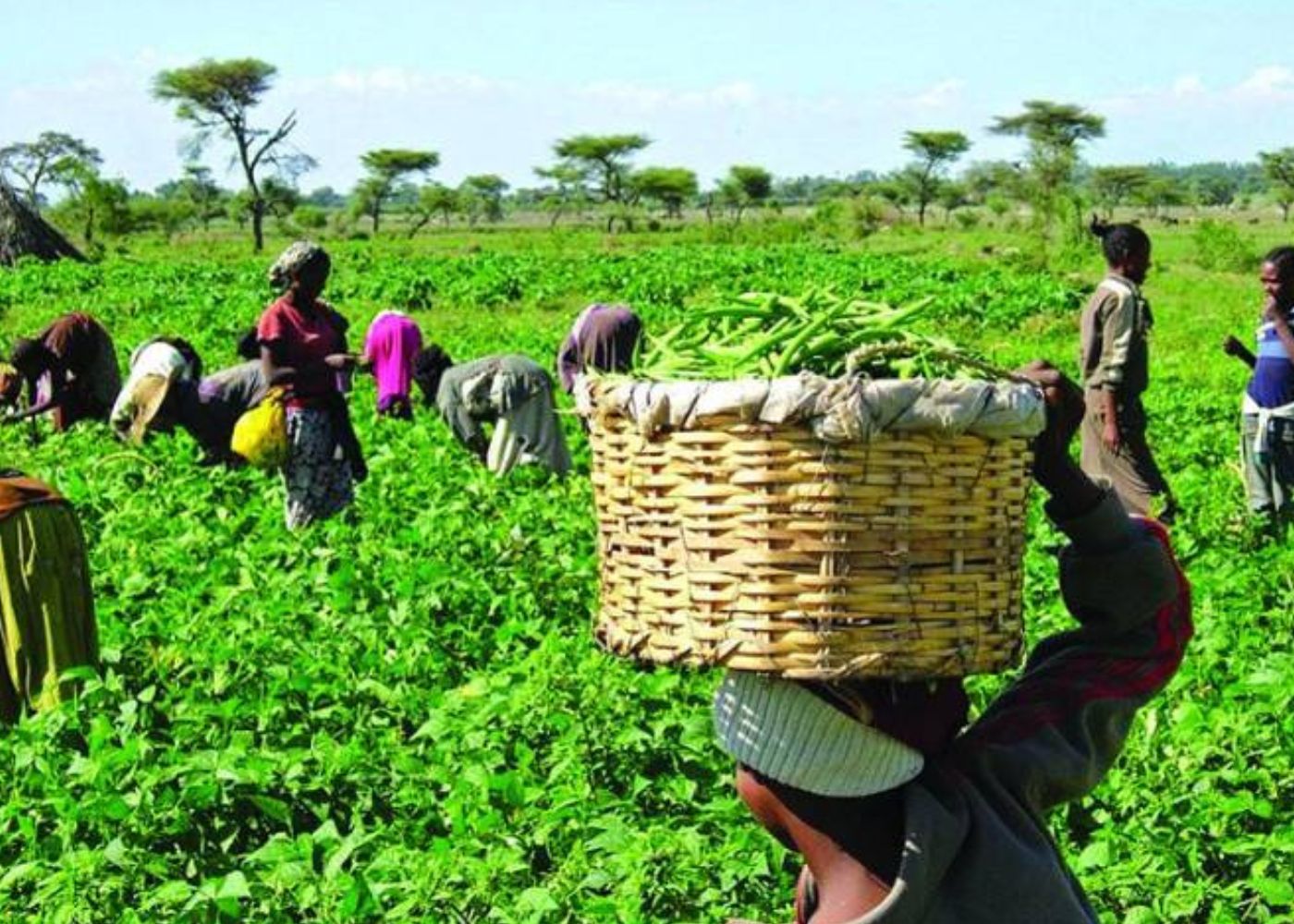 Over 5,000 Farmers Empowered Through Yobe’s Mega Agriculture Scheme ...